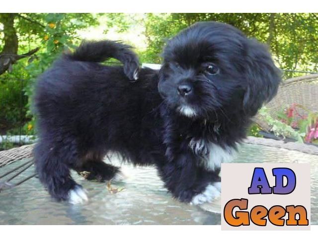 used Excellent Superb Class Quality Tibetan Terrier Pups For Sale TrustDogsales. 9899803008 for sale 